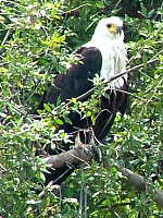 African Fish Eagle African Fish Eagle